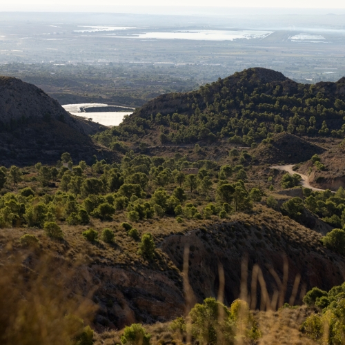 shutterstock 2054791994 - Crevillente